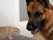 ふわふわ枕みつけた！子猫がシェパードに甘える瞬間が可愛い！