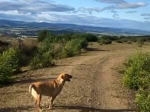 「ぼくのしっぽみたい！」ブンブン回る風車に夢中！ 無邪気に見上げる犬さんがかわいい