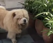 子犬にお庭での楽しみ方を伝えたい先輩犬、「教える遊び」がなんだか変！