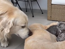 ふかふかベッドはみんなで共有♪ 犬さんと子猫のあたたかいお昼寝時間