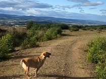 「ぼくのしっぽみたい！」ブンブン回る風車に夢中！ 無邪気に見上げる犬さんがかわいい
