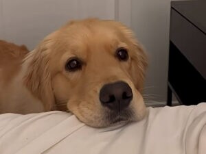 「ベッド乗ってもいい?」うるうるおねだり顔が反則級にかわいい犬さん