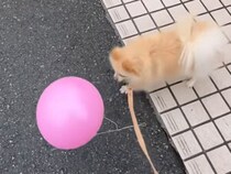 「まだ帰りたくない！」お散歩中に風船と出会って大はしゃぎするポメラニアン