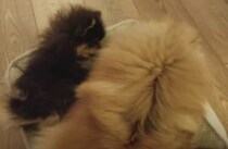 「僕の物にならないなら、こうしてやる！」可愛すぎるワンコのベッド争奪戦。