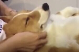 全身マッサージにうっとり〜気持ちよさそうなコーギーさん。