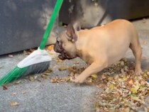 もう掃除は後回し！ 夢中でほうきと遊ぶフレンチブルドッグの無邪気な時間