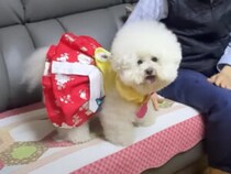 犬嫌いなおじいちゃんの「心を溶かす」可愛い作戦開始！