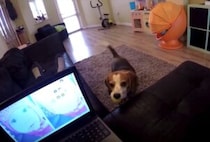 犬のことを無視した罰です！大事なパソコンが…