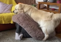 「ご主人様みっけ！」愛犬とかくれんぼしたら… 秒でバレた。