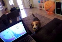 犬のことを無視した罰です！大事なパソコンが…