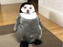 どうしたのその格好… ペンギンになって固まる犬さんたち。