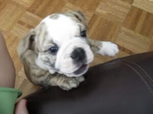 「なんで登っちゃいけないの!?」ソファを禁止された子犬、スネる(笑)