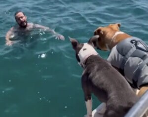 泳ぐ飼い主を見つめる愛犬たち。もっと近くで見たくなっちゃって…