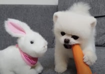 「ボクにもちょうだいよ！」ウサギから食べ物を横取りするポメラニアン