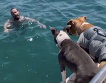 泳ぐ飼い主を見つめる愛犬たち。もっと近くで見たくなっちゃって…