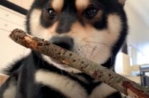 枝LOVEな黒柴、夢中になってガジガジ！