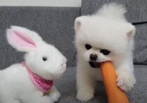 「ボクにもちょうだいよ！」ウサギから食べ物を横取りするポメラニアン