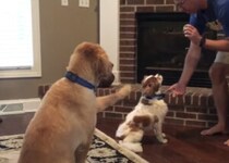 「はいは〜い！僕できます！」お手の練習にこっそり参加している犬さんが可愛い♪