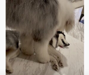 起こし方が雑すぎる! 寝ているハスキーの上に大きなモフモフ犬が…