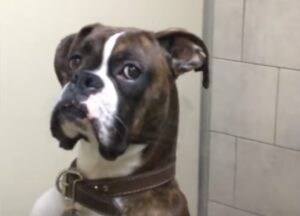 犬「ボクを置いてくなんて…」ペットホテルに預けたら、冷たい目で見られた。