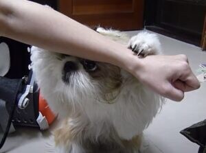 たくさん芸を覚えたよ!オヤツのために頑張る犬さん