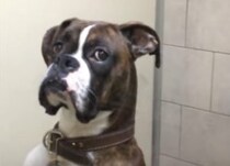 犬「ボクを置いてくなんて…」ペットホテルに預けたら、冷たい目で見られた。