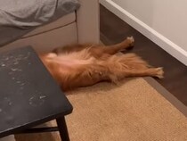 「それ、完全にサスペンスの現場！」毎回“事件スタイル”で寝る犬さん