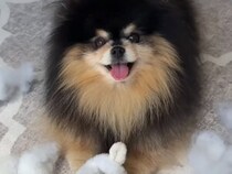 新しいおもちゃに大はしゃぎ！ あっという間に綿まみれにした犬さん