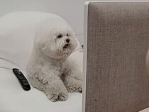 ついに自分専用テレビまで!? 人間味あふれる犬さんの進化