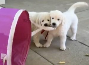 力を合わせるぞ〜!大きなカゴを運びたい子犬たちが仲良く協力