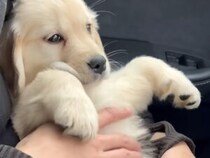 たくさん遊んで、いっぱい眠って。子犬の「おうちデビュー」物語！