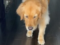 忍び足は完璧（のつもり）。気配を消しているつもりの犬さんが可愛すぎる