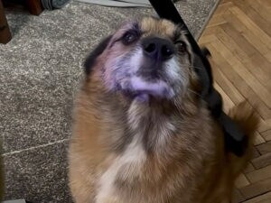 「床じゃなくて僕を掃除してほしい！」掃除機マッサージを満喫する犬さんの表情を見て！