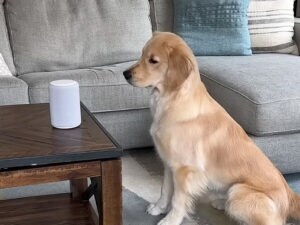 なんて素直で可愛い反応! 曲の歌詞を聞いていた犬さんが…