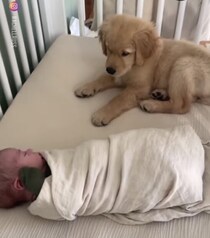 寝ている赤ちゃんを見つめる子犬さん、その後の行動が可愛すぎた♪