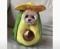 もうハロウィンの準備するの？ 今年の愛犬のコスチュームは…これ！