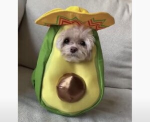 もうハロウィンの準備するの? 今年の愛犬のコスチュームは…これ!