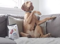 ビール片手にポテチ！ 妄想膨らむ(笑) お留守番を思いっきり楽しんでいる犬さん