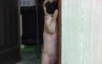 「あの、ごめんね…」盗み食いがバレてジリジリと隠れる犬。