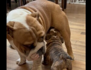 初対面の先輩犬にミルクをもらおうとする子犬。…その先輩はお兄ちゃんです！！