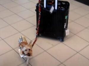 旅行ですか？小型犬が大きなキャリーケースを持って…
