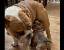 初対面の先輩犬にミルクをもらおうとする子犬。…その先輩はお兄ちゃんです！！