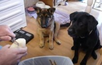 反射神経良すぎ！犬の前でじゃがいもを剥いてみたら…