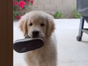 「持ってきたよ！」靴をくわえて得意げな子犬がかわいすぎる