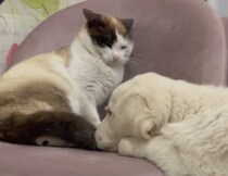 「猫しゃ〜ん!!」 三毛猫さんが好きで好きでたまらない子犬。