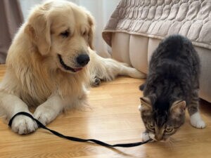 「負けないぞ!」子猫とゴールデンレトリバーの綱引き対決が可愛すぎる