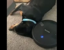 犬「勝手に掃除してくれ」ロボット掃除機が来ても動じないワンコ