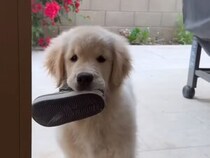 「持ってきたよ！」靴をくわえて得意げな子犬がかわいすぎる