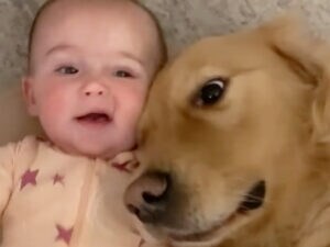 「dog」と言った赤ちゃんに大喜び！ 赤ちゃんのそばを離れない犬さんたち