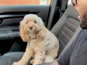 まるで会話してるみたい! ドッグランに行く前の「約束」にお返事する犬さんが賢すぎる